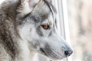 cute Siberian husky with brown eyes close up. pet animals