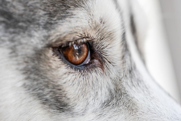 cute Siberian husky with brown eyes close up. pet animals