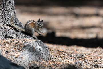 Chipmunk