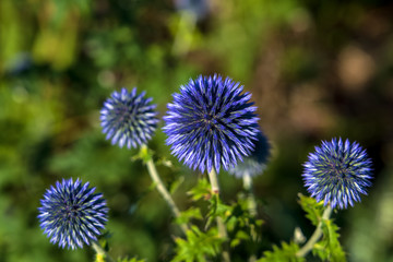 Fiori e piante