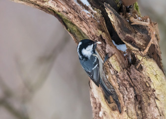 coal tit on tree