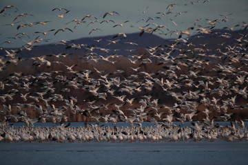 Snow geese Bosque del Apache, New Mexico USA
