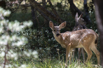 Biche et faon