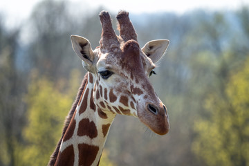 Portrait of Rothschild giraffe - Giraffa camelopardalis rothschildi