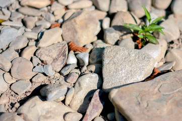 Stone pebbles dry. Smooth stone and green twig on the background of dry pebble. 