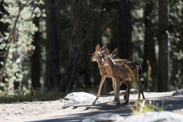 Biche et faon