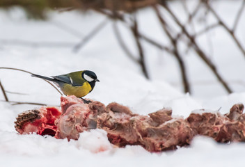 great tit on wolf kill