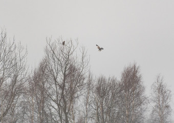 white tailed eagle in tree