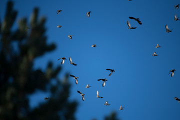 Oiseaux