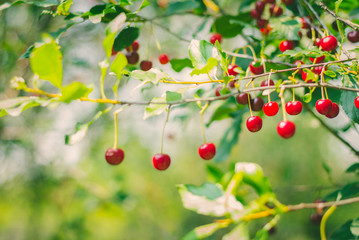 Tasty red cherries on branch on sunny day