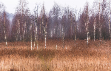 forest in Belarus
