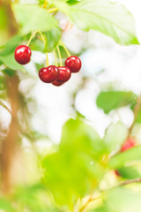 Tasty red cherries on branch on sunny day