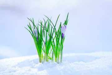 beautiful fresh tender flowers blue crocuses climbed out in the spring in the garden from under the brilliant white snow on a warm Sunny day