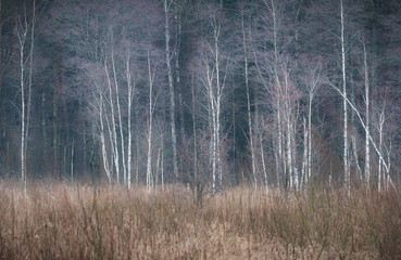 forest in Belarus