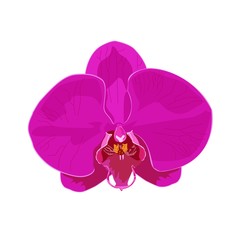 Fototapeta na wymiar isolated pink orchid