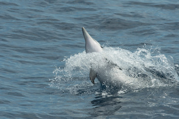Fototapeta premium Dauphin bleu et blanc