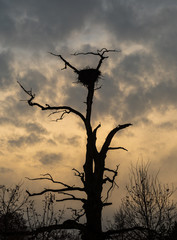 storch nest