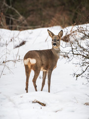 Roe Deer