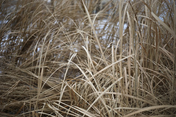 Dry yellow grass in winter, decay