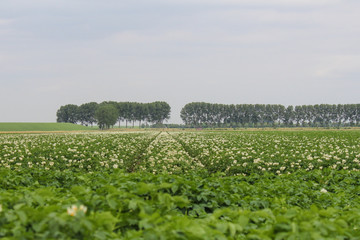 Fototapeta na wymiar large field with white flowering potato plants in holland in springtime