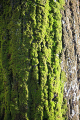 Bark of the stem of an ancient tree with wood grain