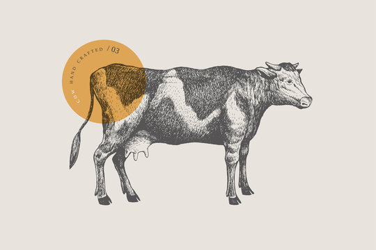 Retro graphic hand-drawn cow. Engraving with farm animal for menu restaurants, for packaging in markets and shops. Vector vintage illustrations.