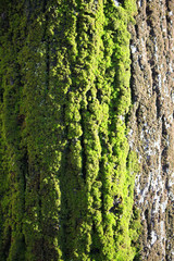 Obraz premium Bark of the stem of an ancient tree with wood grain