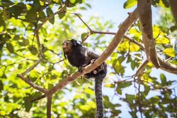 Sagui monkey (Mico Estrela) in the wild in Rio de Janeiro, Brazil