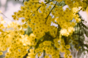 Close up view of mimosa flower in bloom in the sunlight. Acacia Dealbata.   