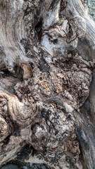 Alter knorriger Baum, Olivenbaum, mit Verknorpelungen und Astlöchern