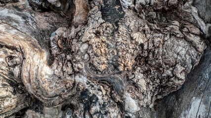 Alter knorriger Baum, Olivenbaum, mit Verknorpelungen und Astlöchern