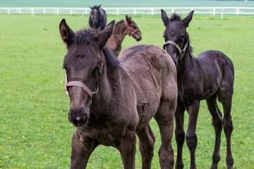 Foals in the meadow. Black kladrubian horse