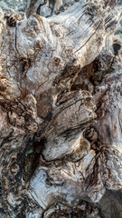 Alter knorriger Baum, Olivenbaum, mit Verknorpelungen und Astlöchern