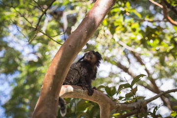 Monkey Sagui (Mico Estrela) in the wild in Rio de Janeiro, Brazil. Small Brazilian monkey in danger of extinction. Concept of extinction.