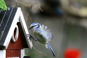 blaumeise