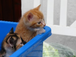 Katzenbaby