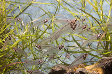 A school of glass catfish (Kryptopterus bicirrhis) swimming in an aquarium