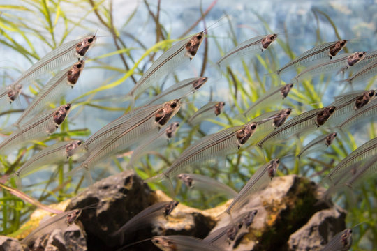 A school of glass catfish (Kryptopterus bicirrhis) swimming in an aquarium