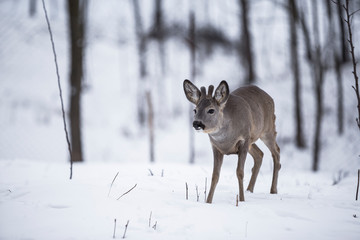 Reh steht im Schnee