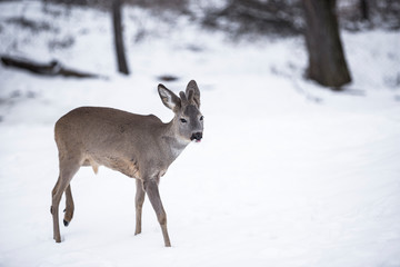Reh im Schnee seitlich