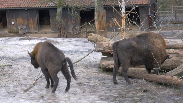 Big male european bison defecating on ice.