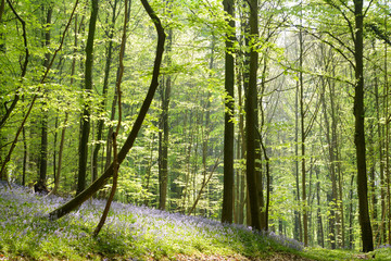 Sloping carpet of bluebells, blooming hyacinths, wild flowers. Spring in a forest. With trees in the background.