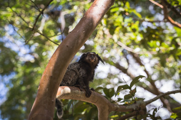 Monkey Sagui (Mico Estrela) in the wild in Rio de Janeiro, Brazil. Small Brazilian monkey in danger of extinction. Concept of extinction.