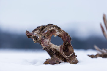 Schaf Skelett Kopf im Schnee