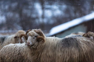Widder mit großen Spiralhörnern