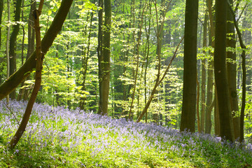 Close up of a carpet of blooming bluebells in a forest. With trees in the background.