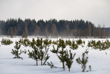 Beautiful winter landscape with a lot of snow