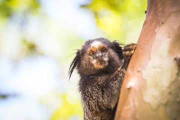 Monkey Sagui (Mico Estrela) in the wild in Rio de Janeiro, Brazil. Small Brazilian monkey in danger of extinction. Concept of extinction.