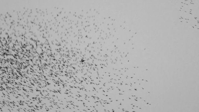 European Starling murmuration with with a bird of prey among the flock.