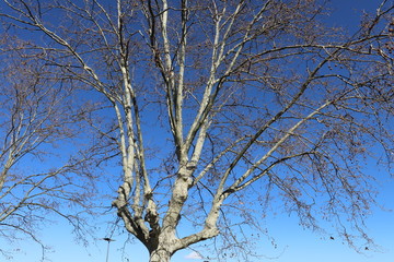 ARBRE SANS FEUILLES EN HIVER